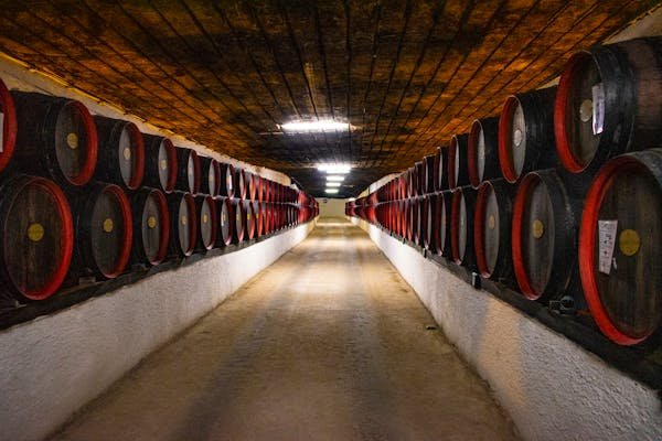 Guide pour bien choisir votre cave à vin de vieillissement